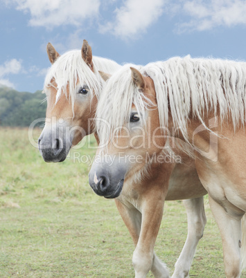 zwei Hafflinger Pony
