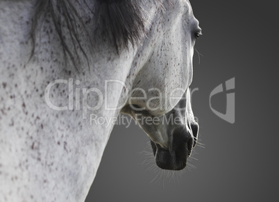 weißes Pferd portrait