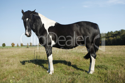 schwarz weißes Pferd