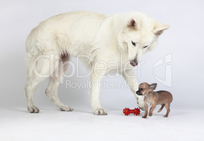 Zwei hunde mit spielzeug