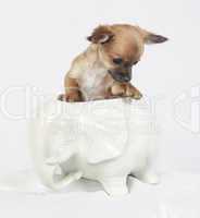 Chihuahua in einer Vase