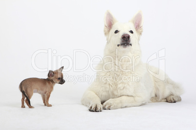 Chihuahua und schäferhund
