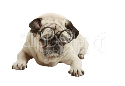 pug with glasses