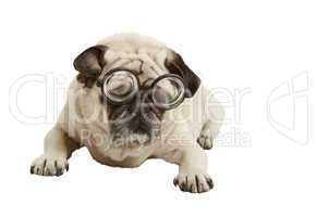 pug with glasses