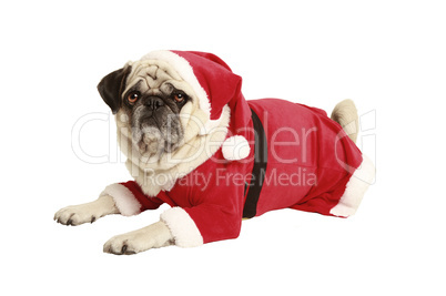 pug in santa costume lies and looks
