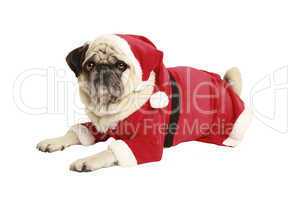 pug in santa costume lies and looks