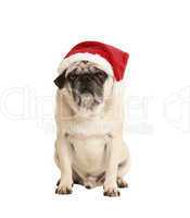 dog as a christmas gift