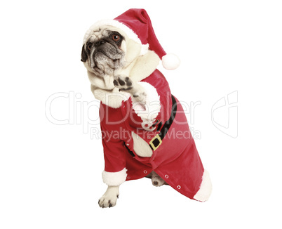 pug in santa coat raises his paw