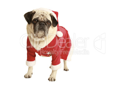 pug in santa costume standing