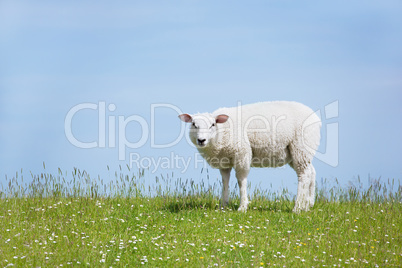 weisses schaf steht auf dem deich und schaut