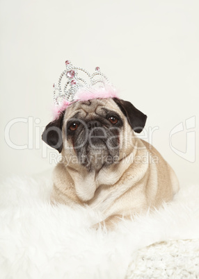 small dog lying on white fur