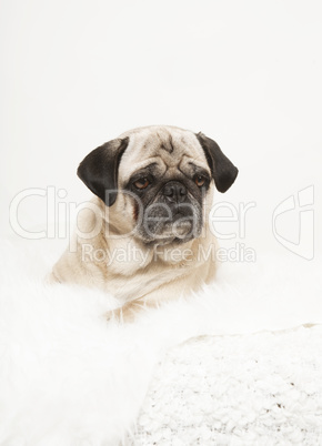 pug portrait on a white blanket