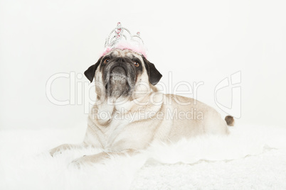 pug lying with a pink crown on her head