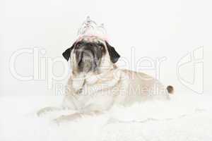 pug lying with a pink crown on her head