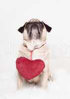 pug heart valentine's day