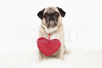 pug with red heart