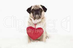 pug with red heart