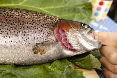 recognize fresh trout