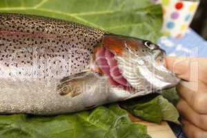 recognize fresh trout