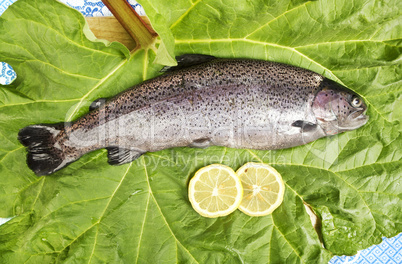 one fresh trout laid on a leaf
