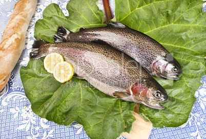 two freshly caught trouts on a rhubarb leaf served