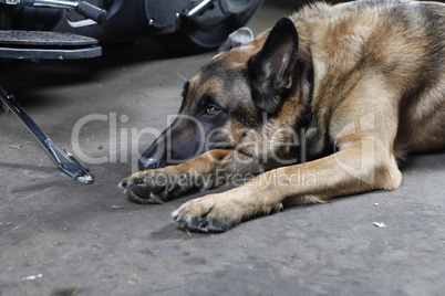 german shepherd dog lying on the ground