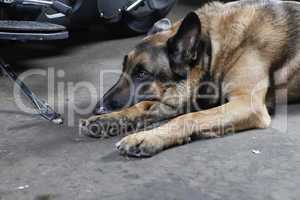 german shepherd dog lying on the ground