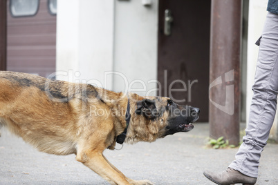 german shepherd dog waiting