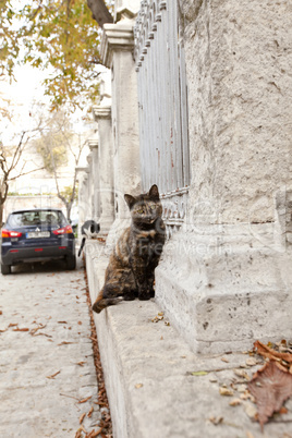 the cats of istanbul 9
