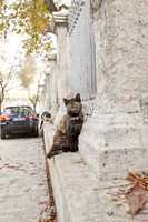 the cats of istanbul 9