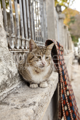 the cats of istanbul 8