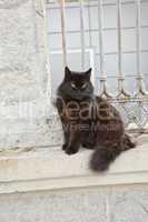 the cats of istanbul 7