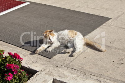 the cats of istanbul 6