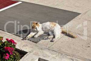 the cats of istanbul 6
