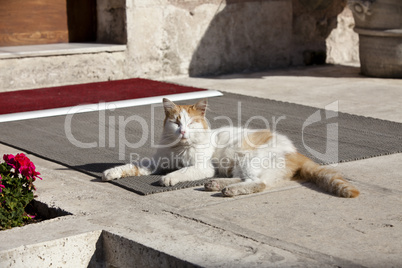 the cats of istanbul 4