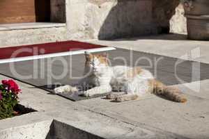 the cats of istanbul 4
