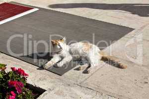 the cats of istanbul 5