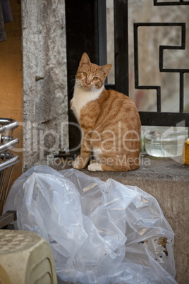 the cats of istanbul 13