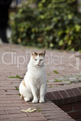 the cats of istanbul 15