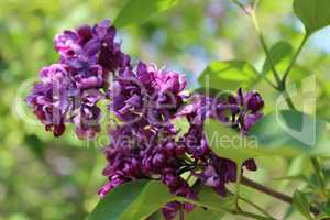 branch of a lilac