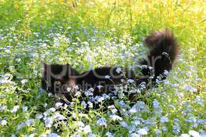 black cat with white tie in the bush