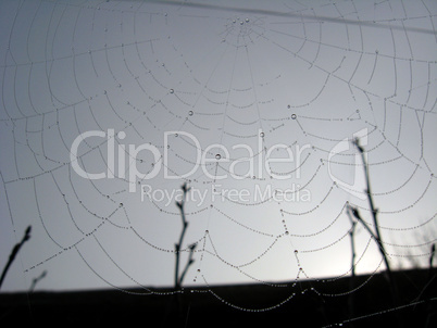 spider's web with dew