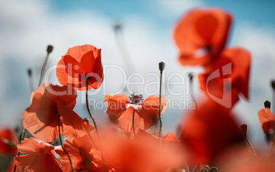 mohnblumen auf sommerwiese