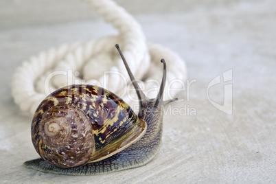 gefleckte weinbergschnecke