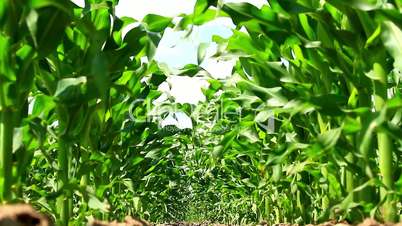 Maize field low angle view