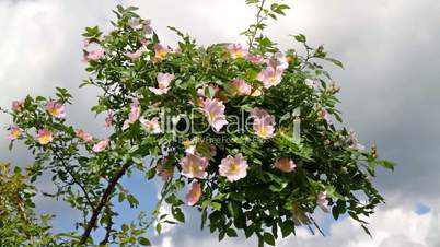 Dog rose bush in the wind