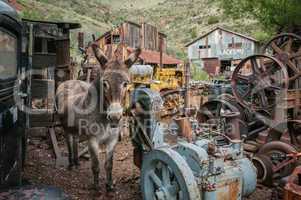 jerome arizona ghost town donkey