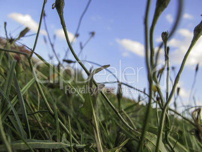 detail of a natural meadow