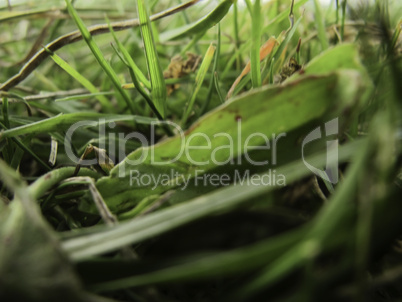 detail of a natural meadow