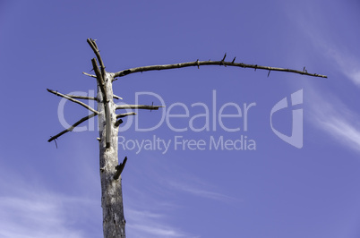 bleached dead tree trunk against a blue sky